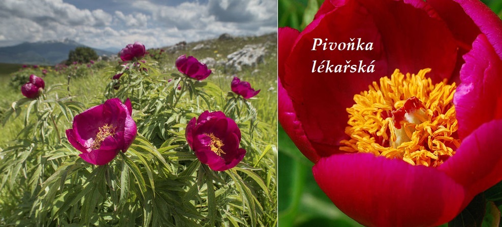 Pivoňka lékařská - účinky na zdraví, co léčí, použití, užívání, využití, pěstování