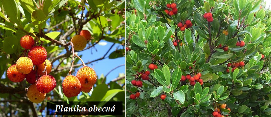 Planika obecná, jahodový stromek - účinky na zdraví, co léčí, použití, užívání, využití, pěstování