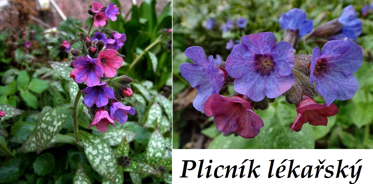 plicnik-ucinky-na-zdravi-co-leci-pouziti-uzivani-vyuziti