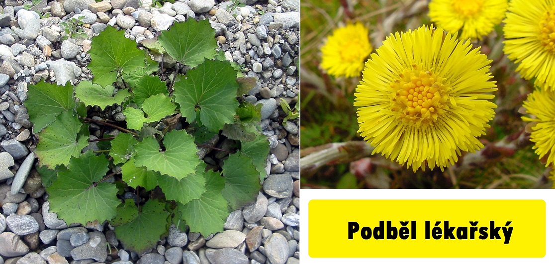 podbel-ucinky-na-zdravi-co-leci-pouziti-uzivani