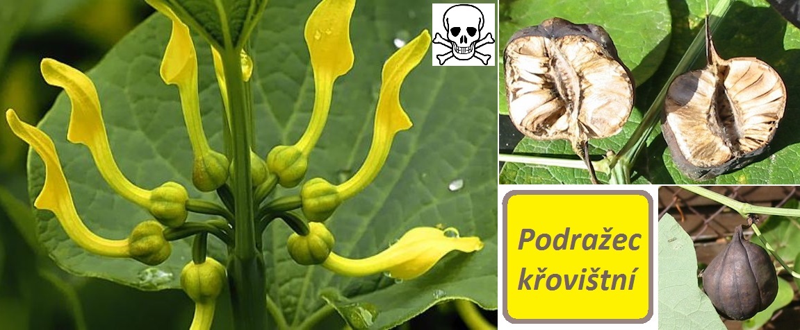 Podražec křovištní účinky na zdraví co léčí použití užívání využití