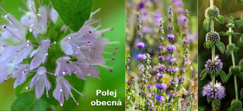 Polej obecná - účinky na zdraví, co léčí, použití, užívání, využití, pěstování