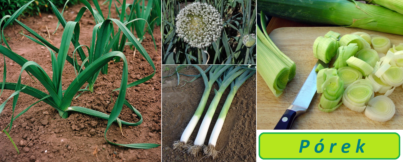 Pórek - účinky na zdraví, co léčí, použití, užívání, využití, pěstování, škůdci