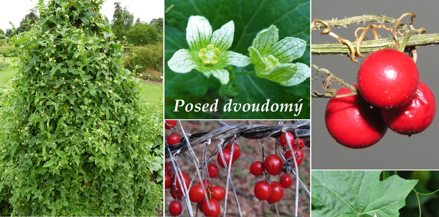 Posed dvoudomý - účinky na zdraví, co léčí, použití, užívání, využití