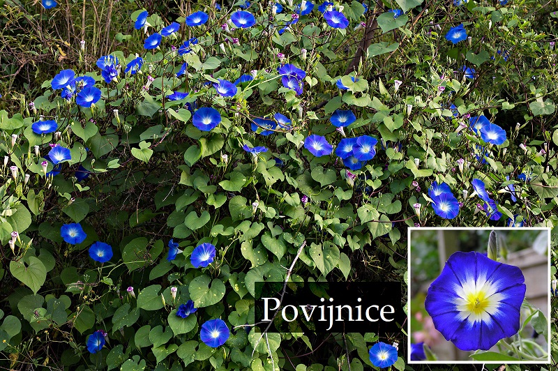 Povijnice - účinky na zdraví, co léčí, použití, užívání, využití