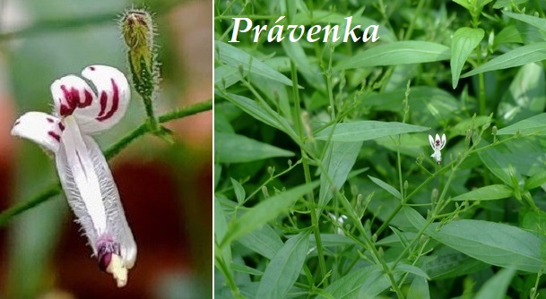 Právenka, měkýn - účinky na zdraví, co léčí, použití, užívání, využití