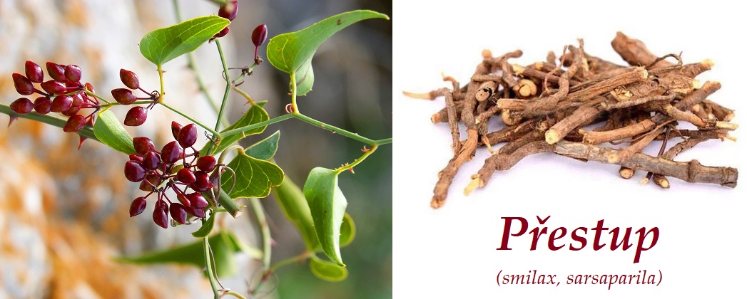 Přestup (smilax, sarsaparila) - účinky na zdraví, co léčí, použití, užívání, využití, co sbíráme
