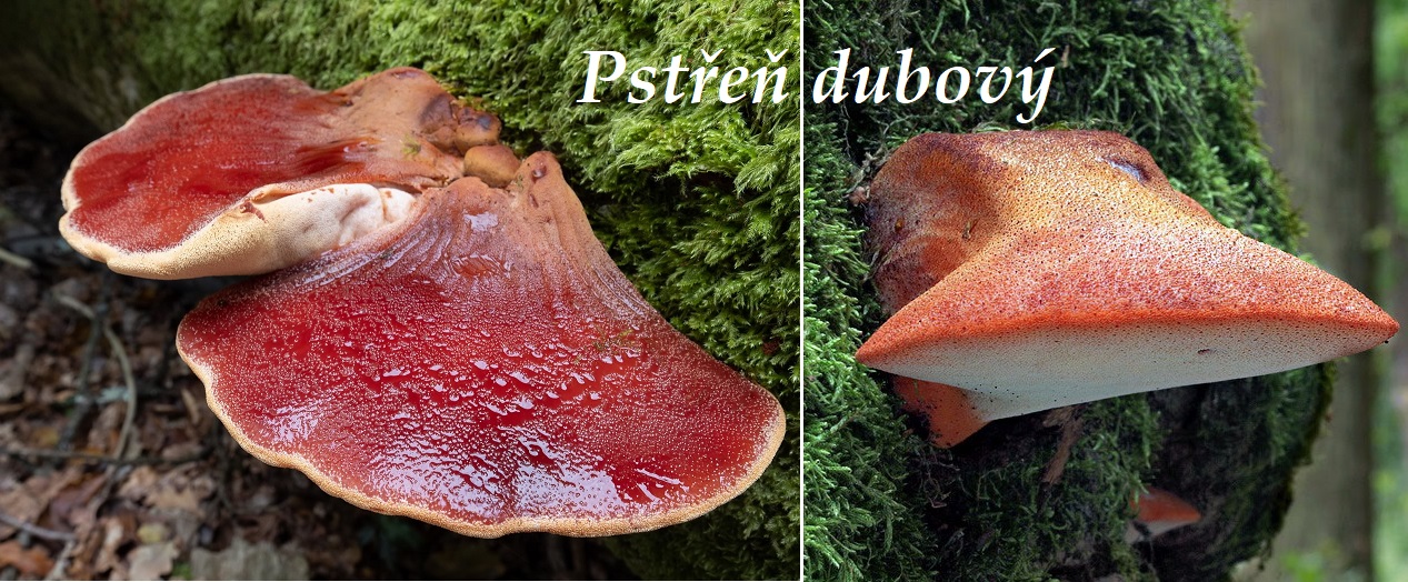 Pstřeň - účinky na zdraví, co léčí, použití, užívání, využití, zpracování, recepty na vaření