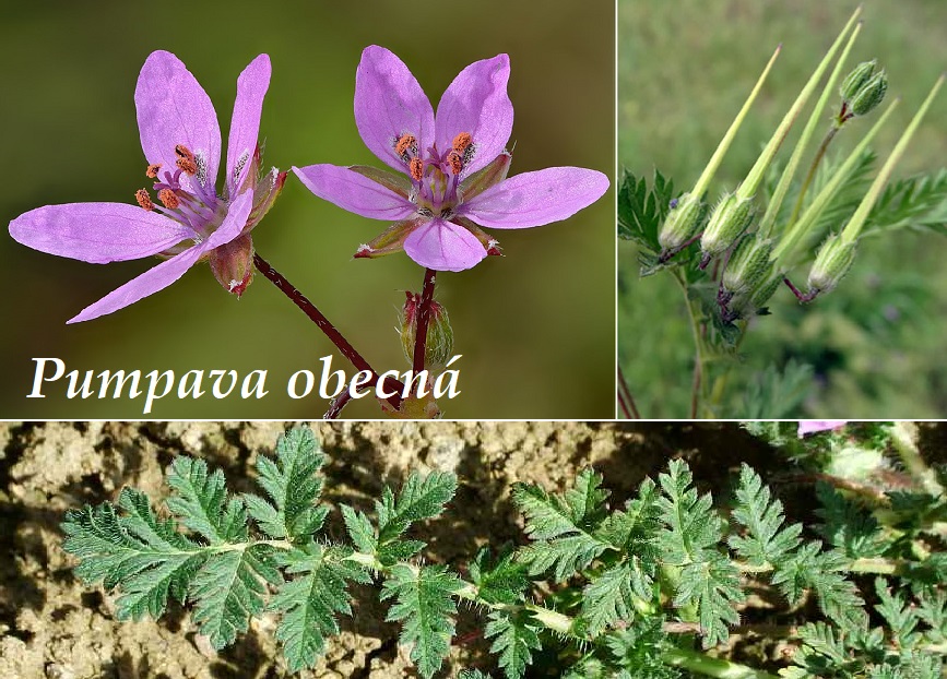 Pumpava obecná - účinky na zdraví, co léčí, použití, užívání, využití, dávkování, co sbíráme
