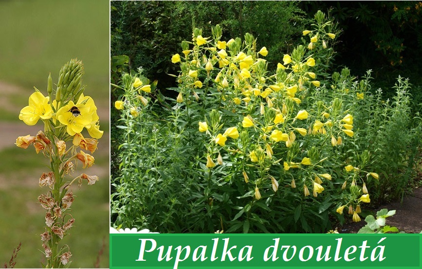 pupalka-ucinky-na-zdravi-co-leci-pouziti-uzivani-vyuziti