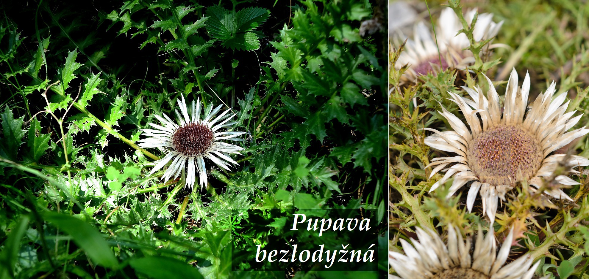 Pupava bezlodyžná - účinky na zdraví, co léčí, použití, užívání, využití