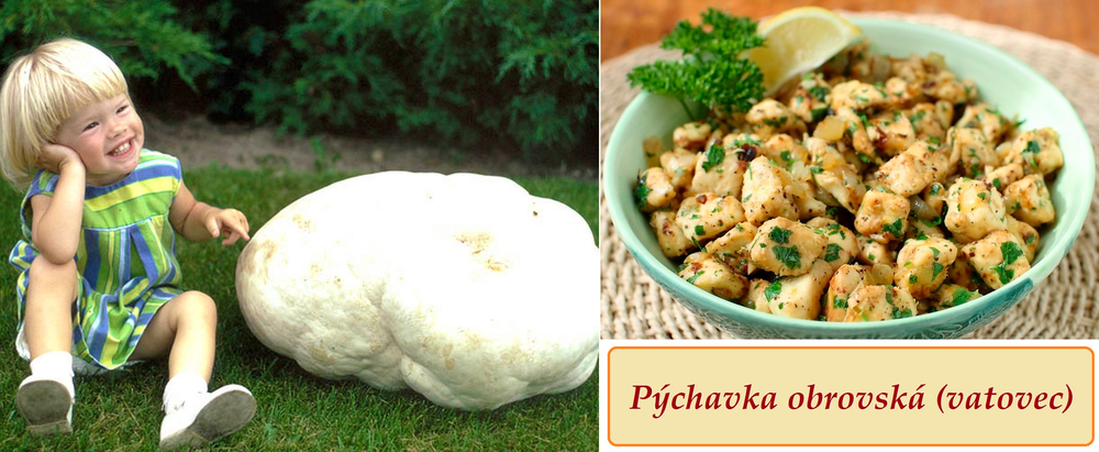 Pýchavka obrovská, vatovec - účinky na zdraví, co léčí, použití, užívání, využití, pěstování