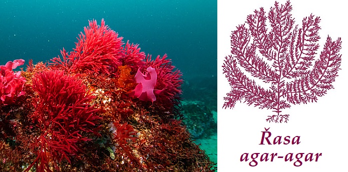 Řasa agar-agar - účinky na zdraví, co léčí, použití, užívání, využití, dávkování, co sbíráme