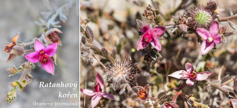 Ratanhový kořen, kramerie trojmužná - účinky na zdraví, co léčí, použití, užívání, využití