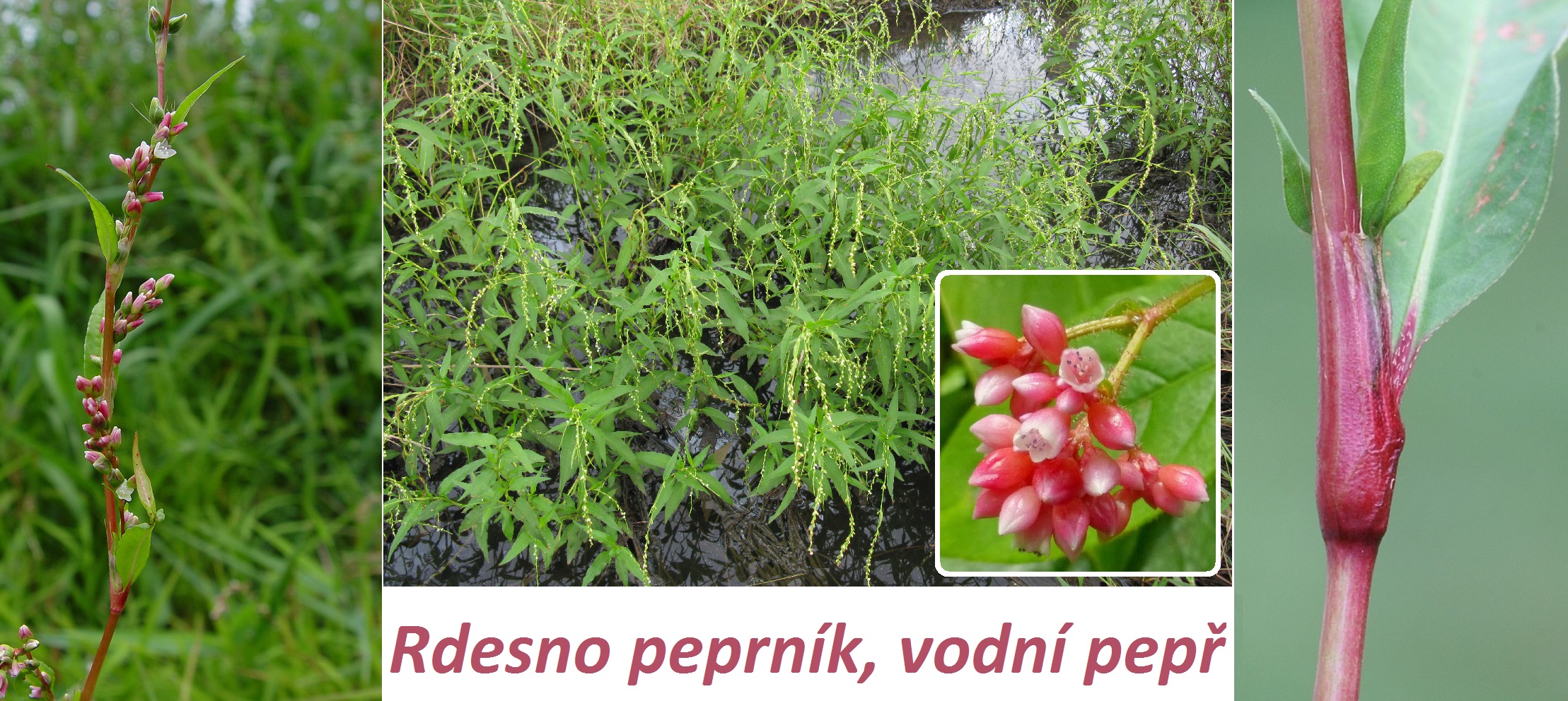 Rdesno blešník, červivec a peprník (vodní pepř) - účinky na zdraví, co léčí, použití, užívání, využití, pěstování