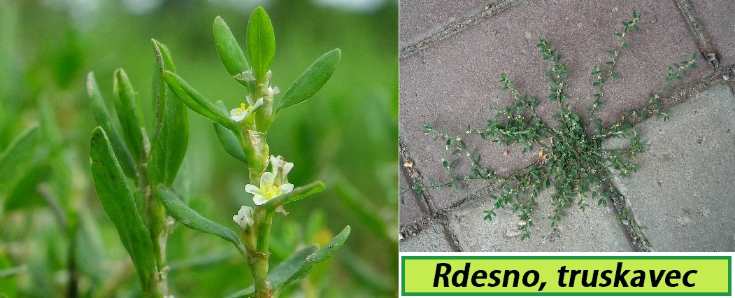 rdesno-ucinky-na-zdravi-co-leci-pouziti-uzivani-vyuziti