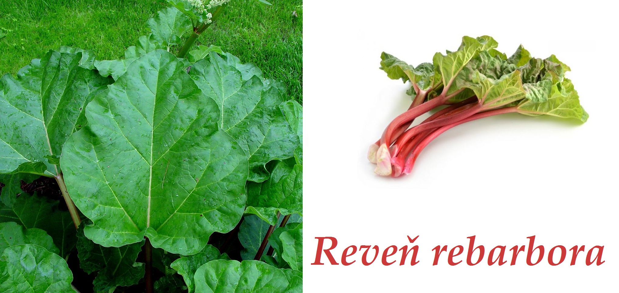 Rebarbora, reveň - účinky na zdraví, co léčí, použití, užívání, využití