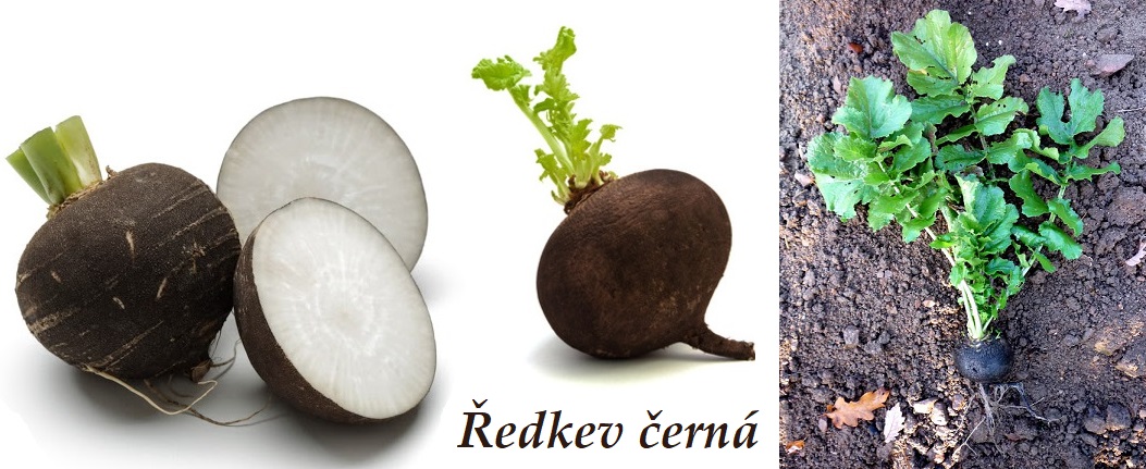 Ředkev černá - účinky na zdraví, co léčí, použití, užívání, využití