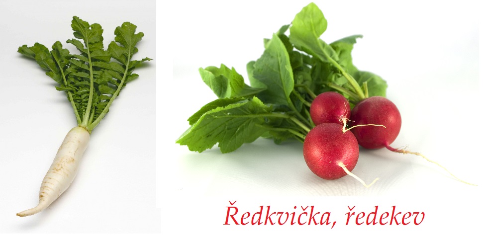 Ředkvičky, ředekve - účinky na zdraví, co léčí, použití, užívání, využití, pěstování, škůdci a nemoci ředkviček