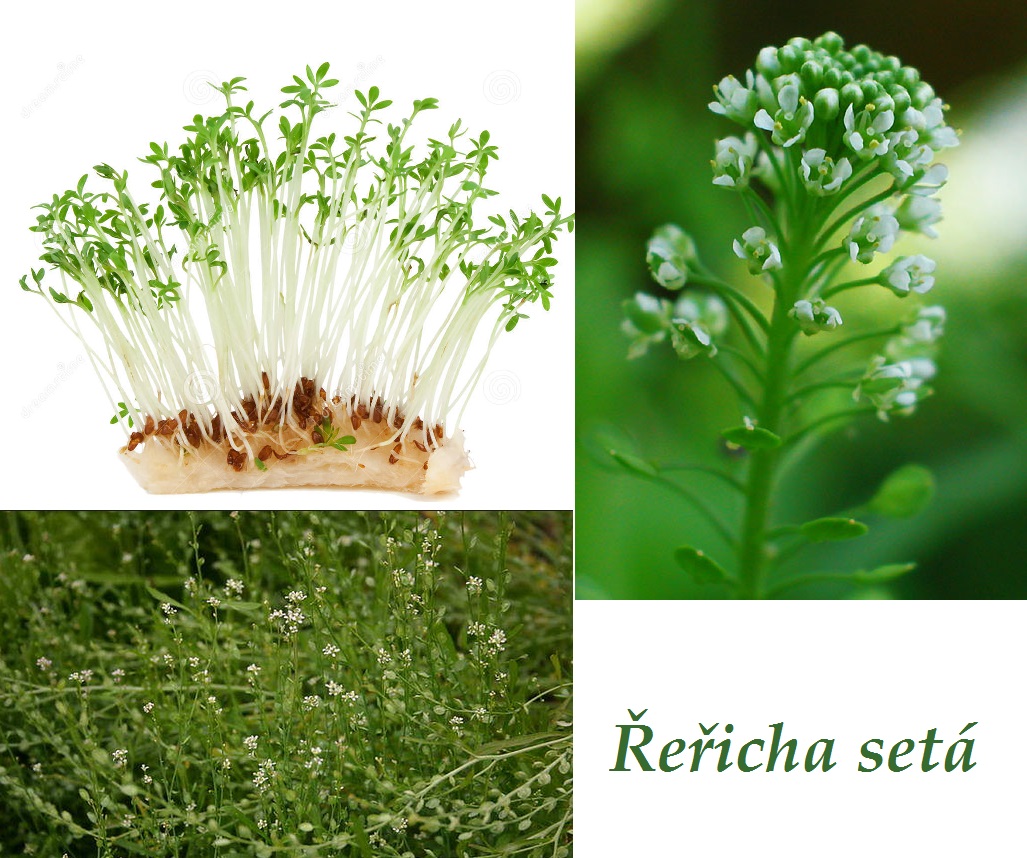 Řeřicha - účinky na zdraví, co léčí, použití, užívání, využití, pěstování, škůdci a nemoci řeřichy