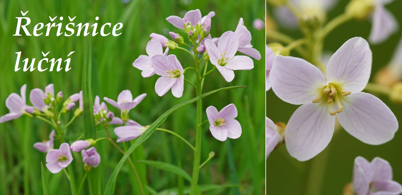 Řeřišnice luční účinky na zdraví co léčí použití užívání využití pěstování