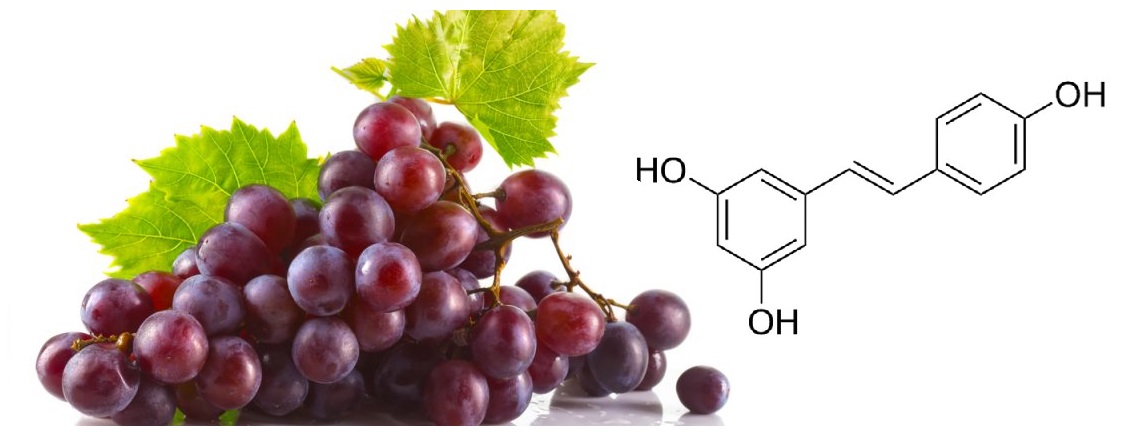 Resveratrol v bylinách, rostlinách a účinky na zdraví člověka, francouzský paradox