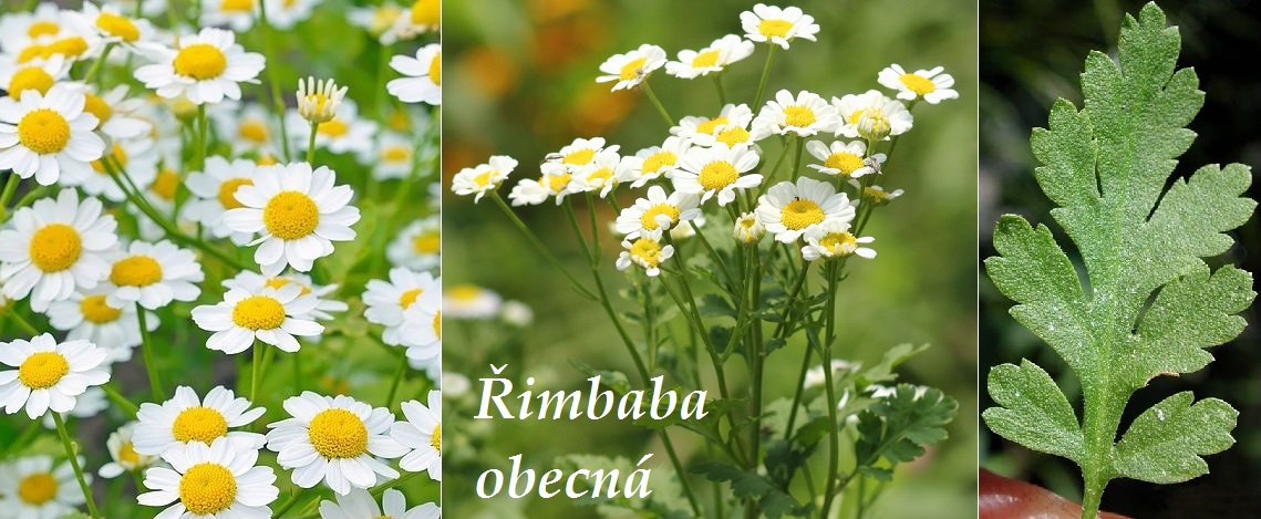 Kopretina řimbaba, řimbaba obecná - účinky na zdraví, co léčí, použití, užívání, využití, pěstování