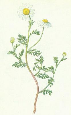 rmen-hermanek-rozdil