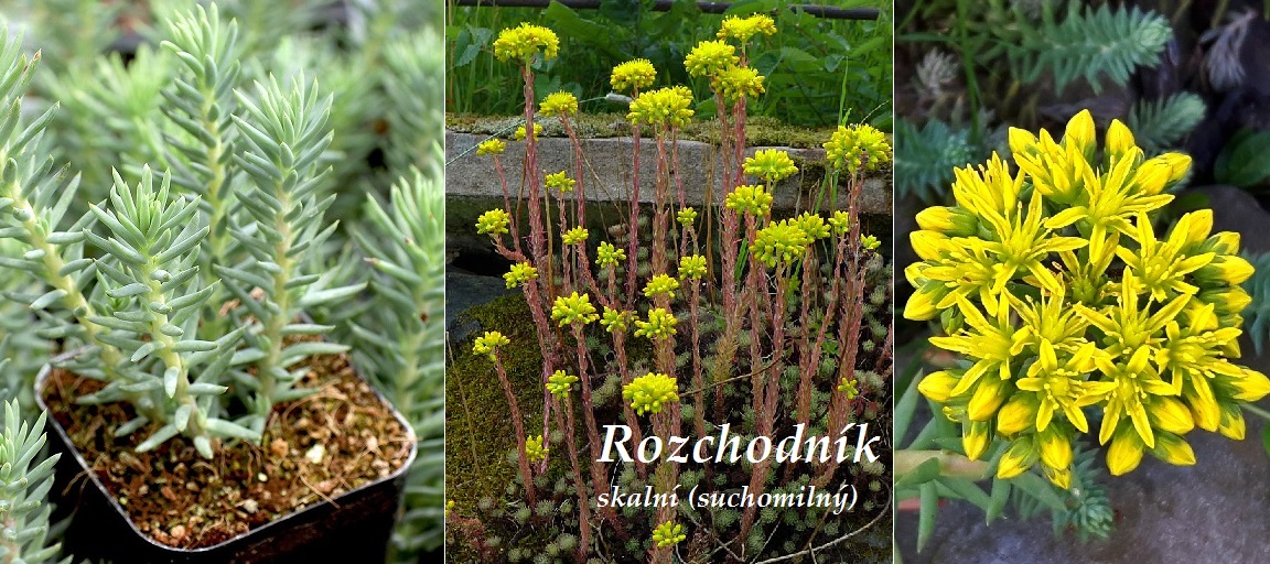 Rozchodník - účinky na zdraví, co léčí, použití, užívání, využití, pěstování