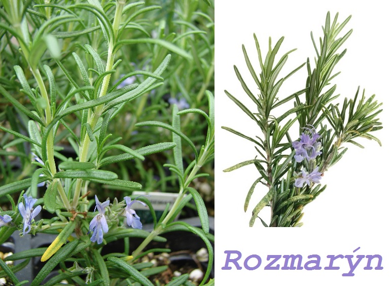 rozmaryn-ucinky-na-zdravi-co-leci-pouziti-uzivani