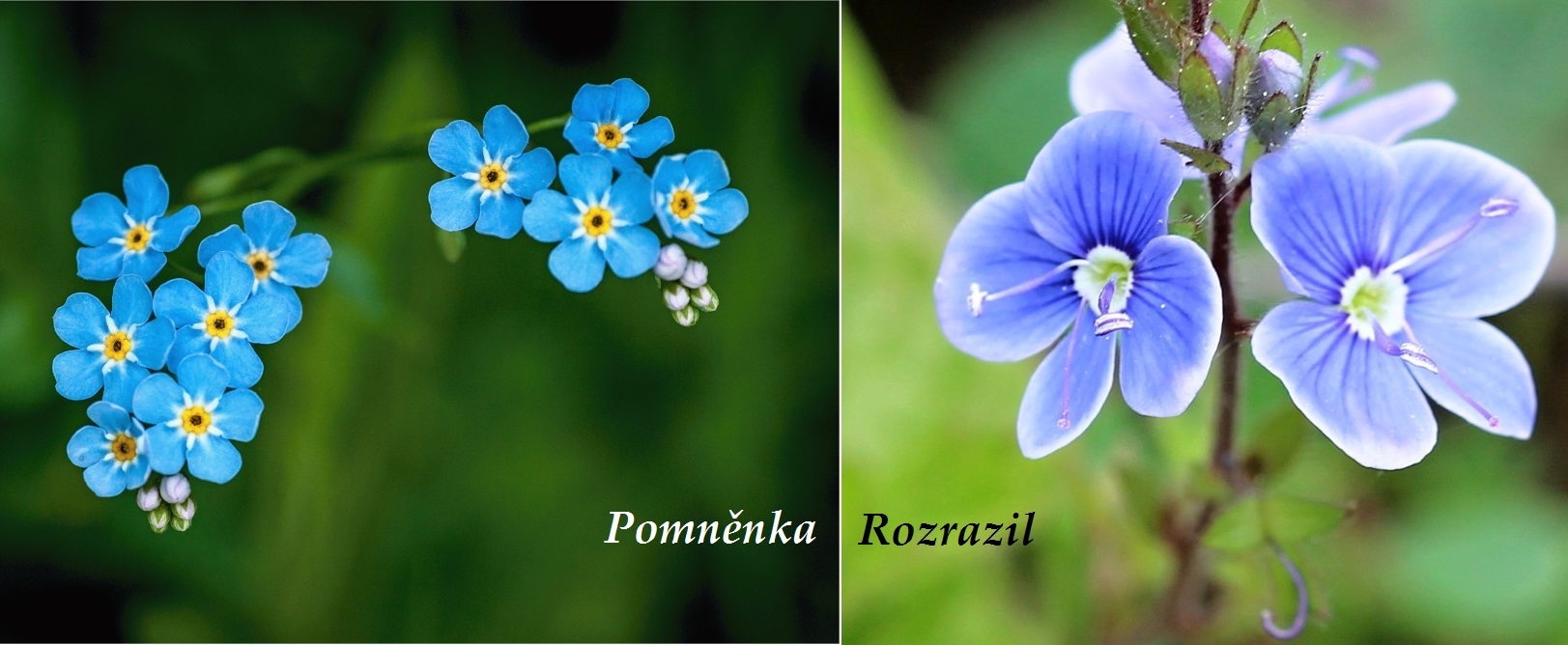 Rozrazil pomněnka záměna