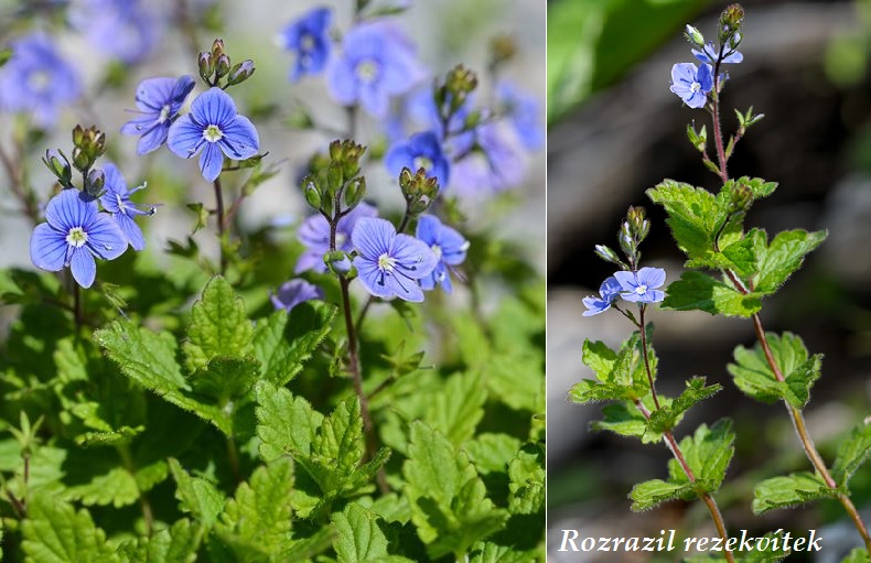 Rozrazil rezekvítek účinky na zdraví co léčí použití užívání využití užívání