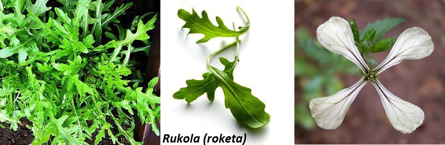 Rukola, roketa - účinky na zdraví, použití v kuchyni do salátu s bylinkami, pěstování