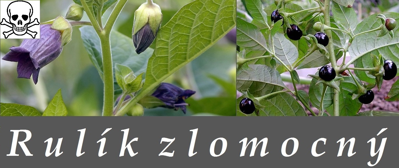 rulik zlomocny ucinky na organismus povesti jedovaty toxicky