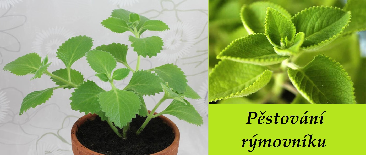 rymovnik molice pestovani doma vyuziti v kuchyni