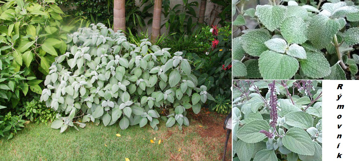 rymovnik molice ucinky na zdravi co leci pouziti uzivani vyuziti