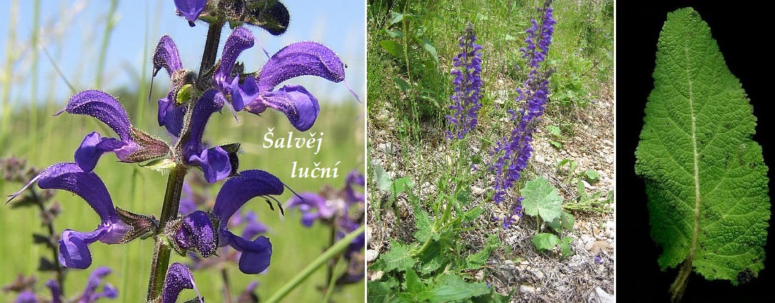 Šalvěj luční účiky na zdraví co léčí použití užívání využití pěstování