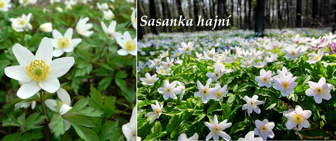 Sasanka - účinky na zdraví, co léčí, zajímavosti, pěstování