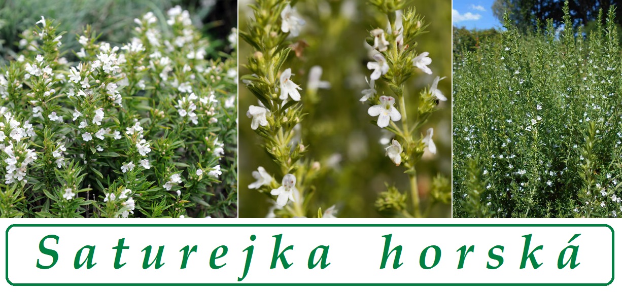 Saturejka horská - účinky na zdraví, co léčí, použití, užívání, využití, dávkování, co sbíráme, pěstování