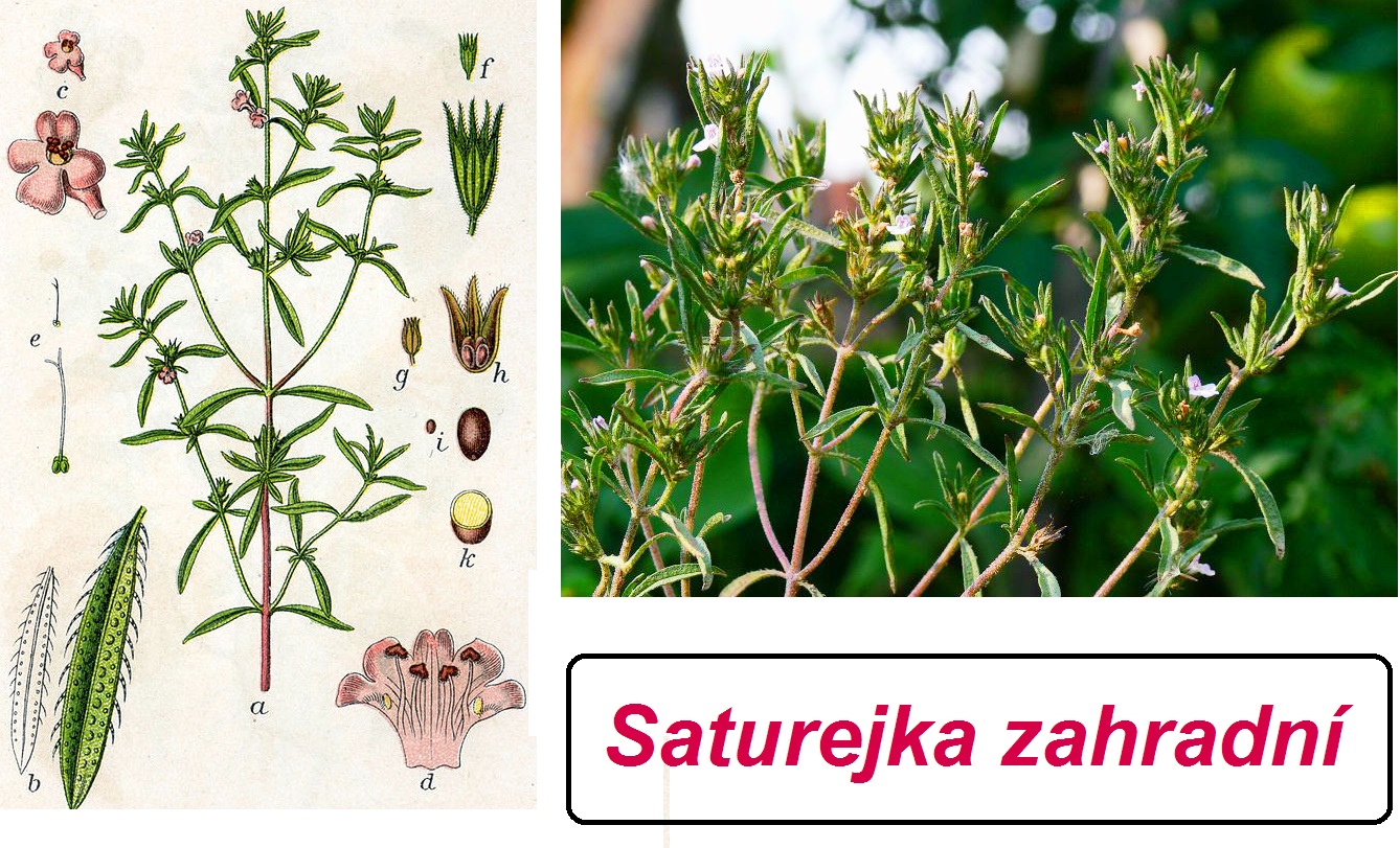 saturejka-ucinky-na-zdravi-co-leci-pouziti-uzivani