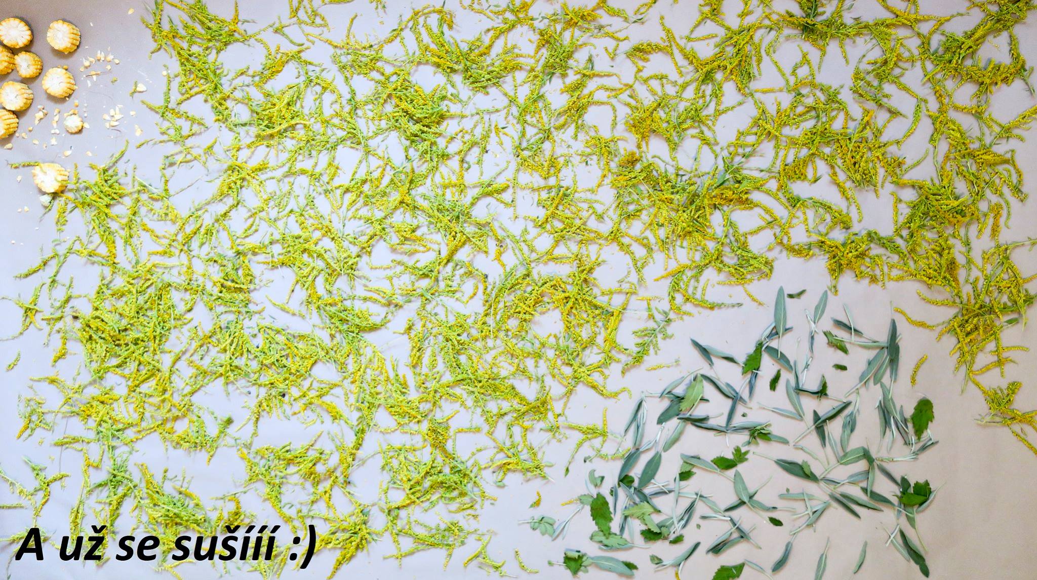 sber zlatobylu salveje repiku a vratice v srpnu