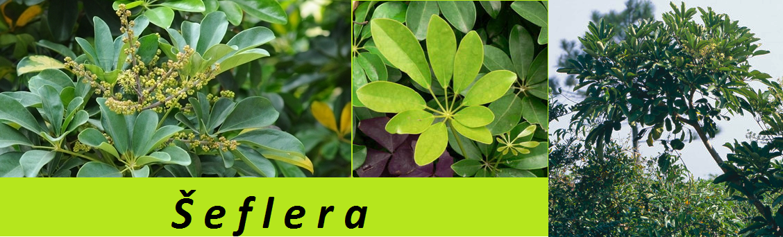 seflera ucinky na zdravi co leci pouziti uzivani vyuziti