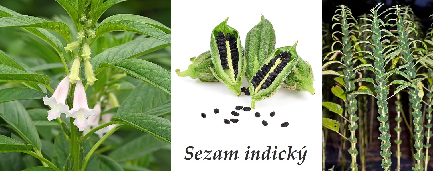 Sezam indický - účinky na zdraví, co léčí, použití, užívání, využití, pěstování