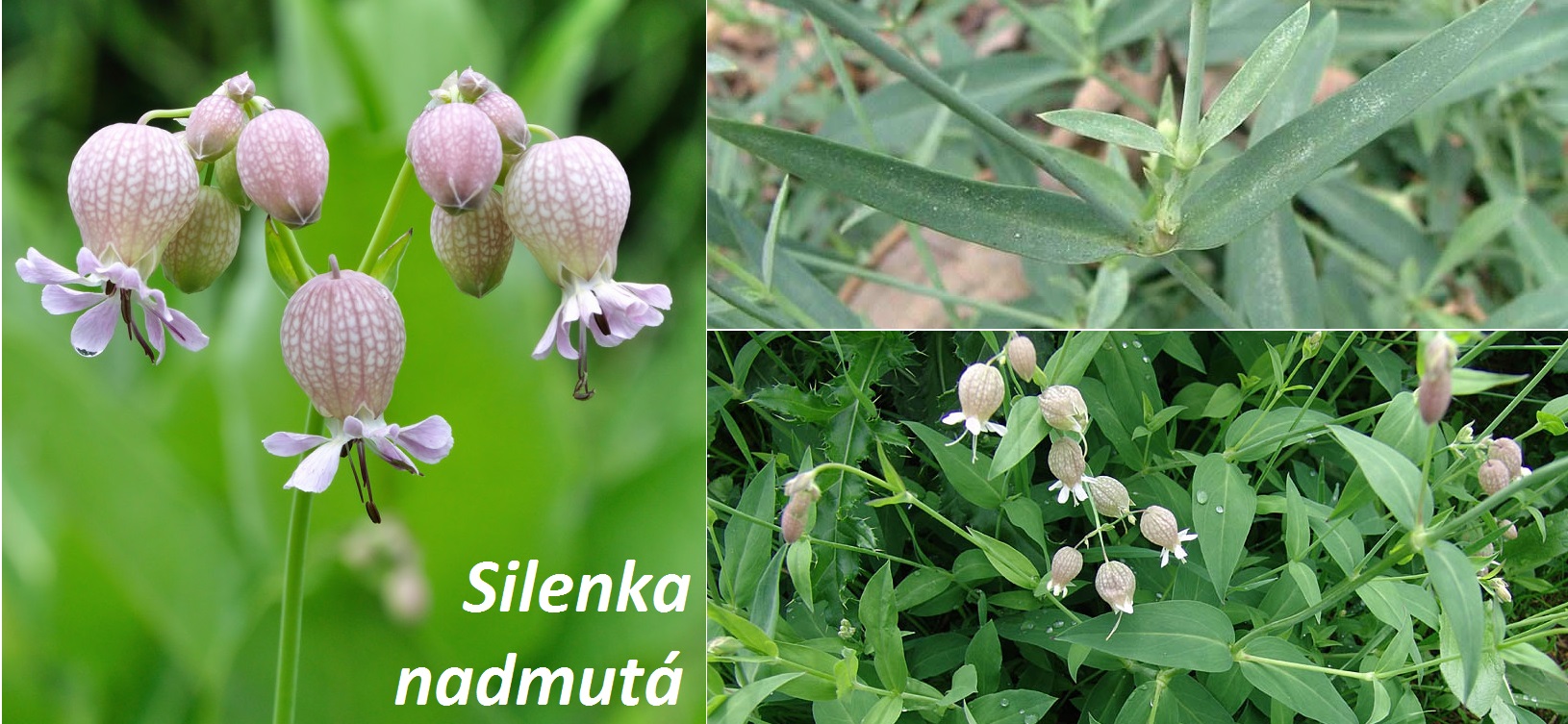 Silenka - účinky na zdraví, co léčí, použití, užívání, využití, pěstování