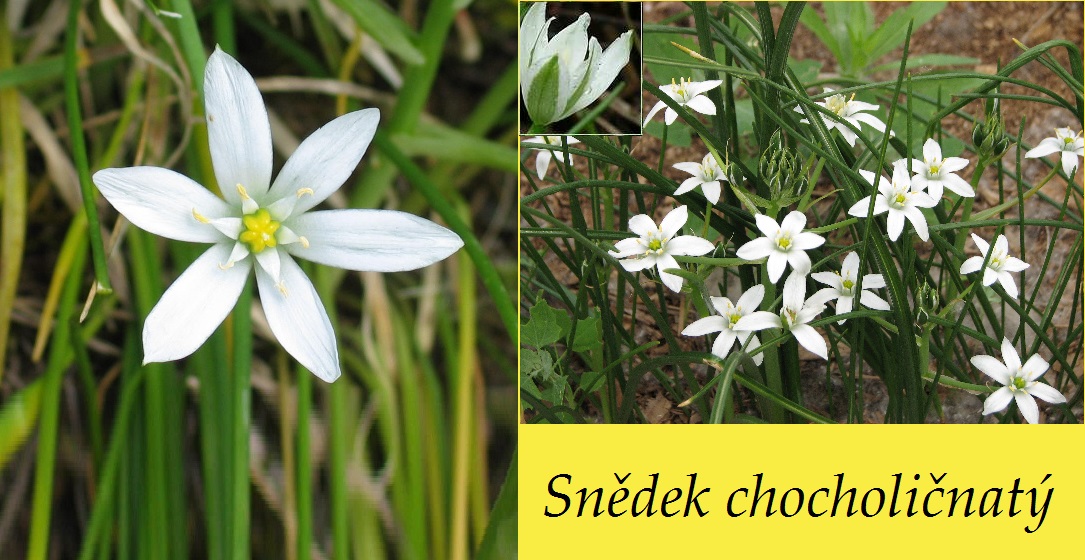 snedek chocholicnaty ucinky na zdravi co leci pouziti uzivani vyuziti