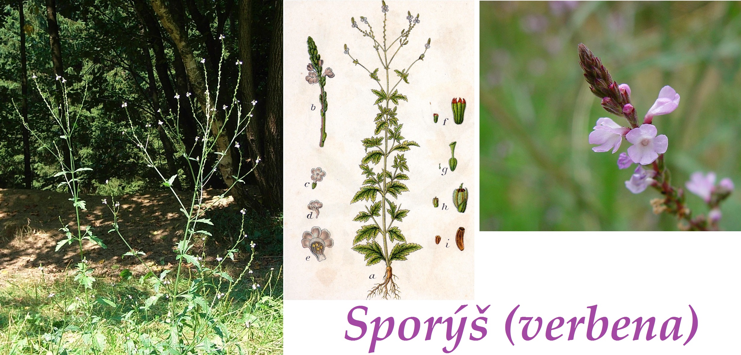 sporys-verbena-ucinky-na-zdravi-co-leci-pouziti-uzivani-vyuziti