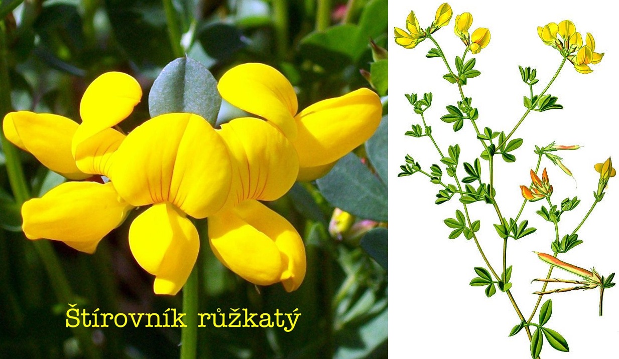 Štírovník růžkatý účinky na zdraví co léčí použití užívání využití