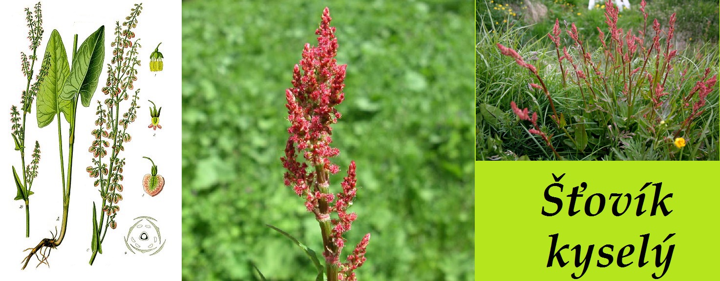 stovik kysely ucinky na zdravi co leci pouziti uzivani vyuziti