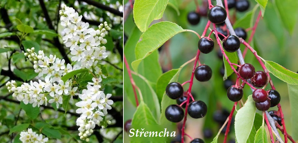 Střemcha - účinky na zdraví, co léčí, použití, užívání, využití