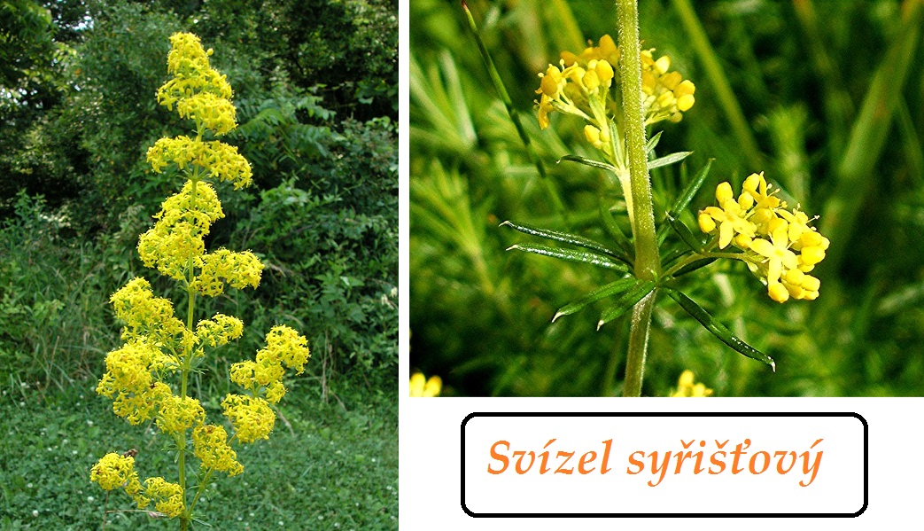 svizel syristovy ucinky na zdravi co leci pouziti uzivani vyuziti